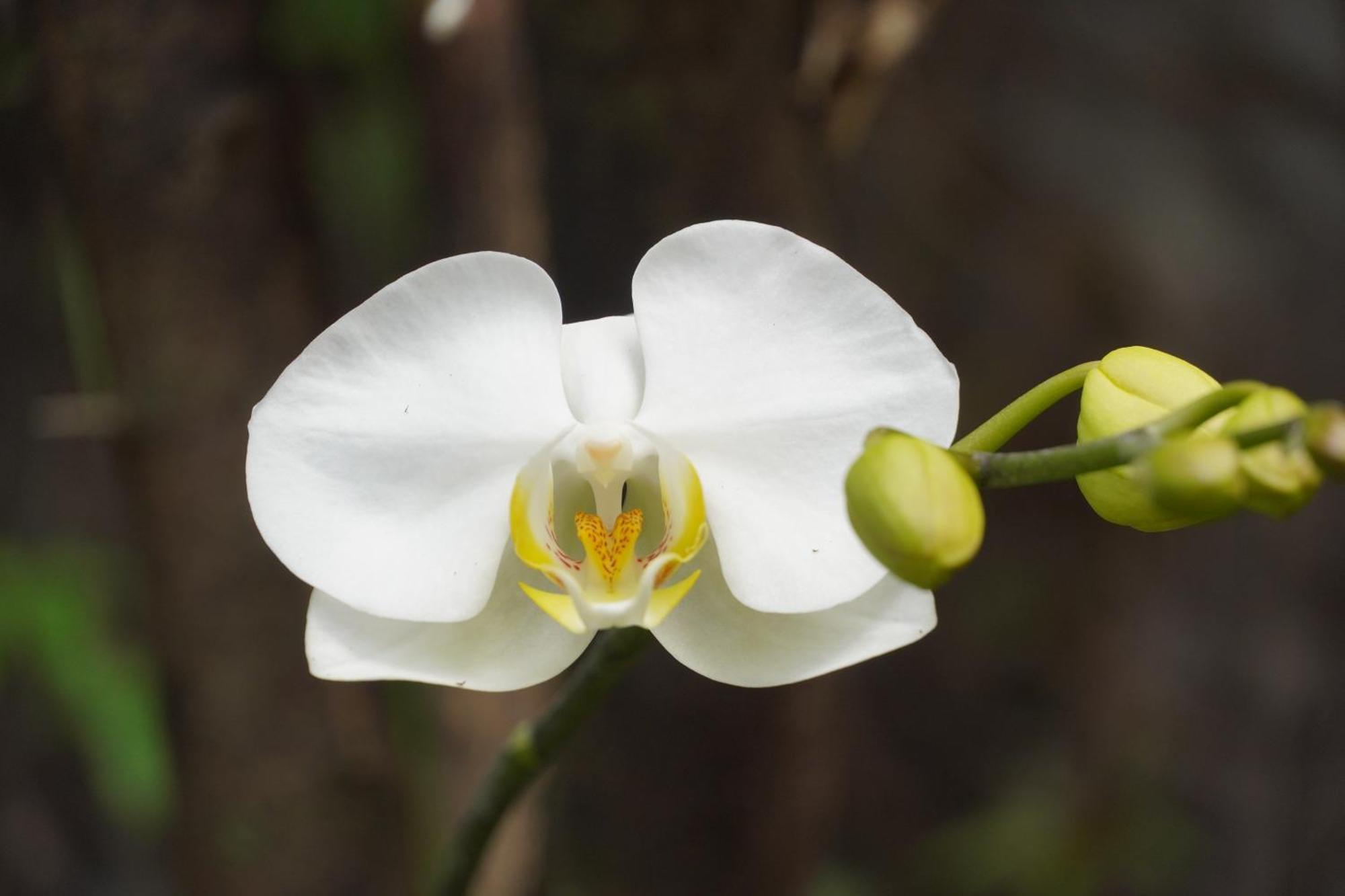 סאן סלבדור Villa Las Flores מראה חיצוני תמונה